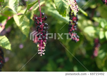 American pokeweed 69715492