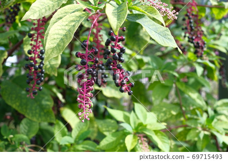 山區鄉房 山區鄉房 69715493