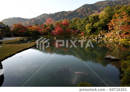 Tenryuji Temple in Autumn in Kyoto Sogenike Garden and Koi Tenryuji Temple in Autumn in Kyoto Sogenike Garden and Koi 69716301
