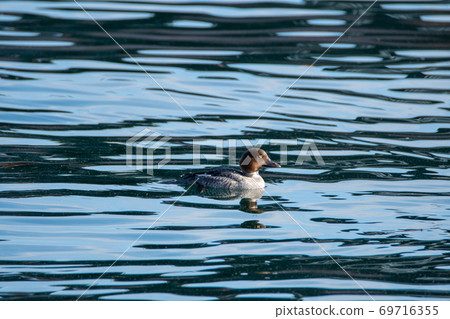 Female Common Goldeneye swimming in the sea Bank-Bar British Columbia Canada Female Common Goldeneye swimming in the sea Bank-Bar British Columbia Canada 69716355