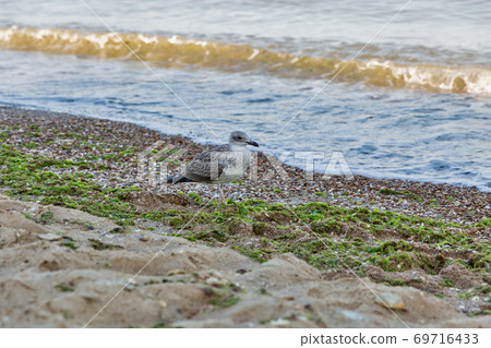 summer sea beach with walking young seagull 69716433
