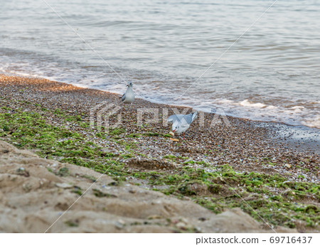 summer sea beach with walking young seagulls summer sea beach with walking young seagulls 69716437