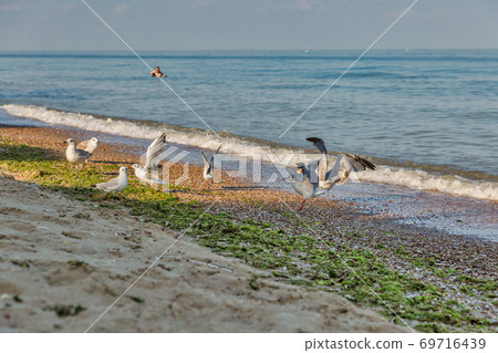 summer sea beach with walking seagulls summer sea beach with walking seagulls 69716439