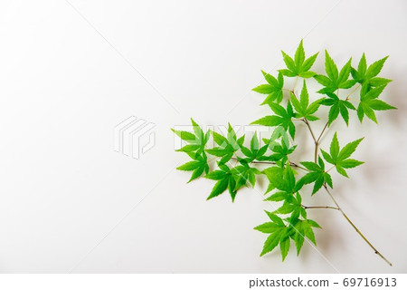 Green maple as a material on a white background Green maple as a material on a white background 69716913