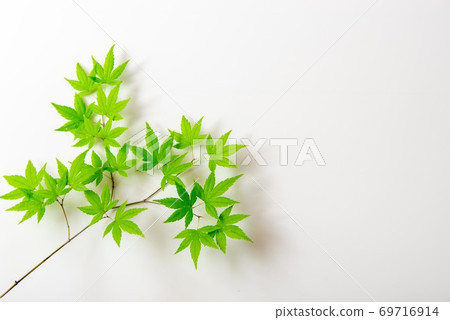 綠色楓葉作為白色背景上的一種材料 綠色楓葉作為白色背景上的一種材料 69716914