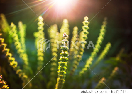 In garden In garden 69717153
