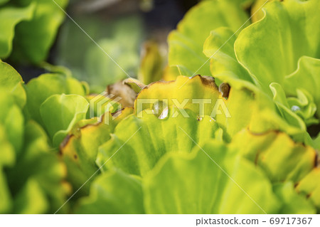 Many Water lettuec in the fountain, Green water lettuec aquatic plant grow texture background in pot pond water in the garden, Aquatic Plant, Float Water lettuec In Tubs. Many Water lettuec in the fountain, Green water lettuec aquatic plant grow texture background in pot pond water in the garden, Aquatic Plant, Float Water lettuec In Tubs. 69717367