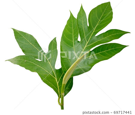 Tropical of Breadfruit leaf isolated on white background 69717441