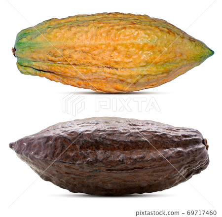 Cacao or Cocoa fruits isolated on white background Cacao or Cocoa fruits isolated on white background 69717460