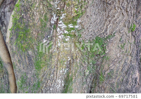 Texture of the bark of an old tree Texture of the bark of an old tree 69717581