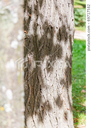 Texture of the bark of an old tree Texture of the bark of an old tree 69717582