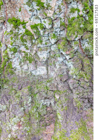 Texture of the bark of an old tree 69717583