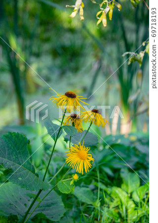 Autumn flower blooming in a city park Autumn flower blooming in a city park 69718193