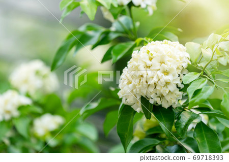 Thai orange Jasmine, white orange jasmine flower with green leaves blooming on tree in the garden.  69718393