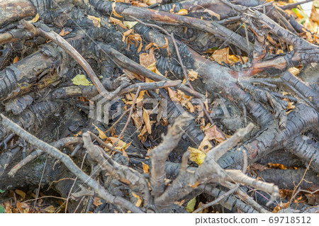 The roots of old trees are scattered on the ground 69718512