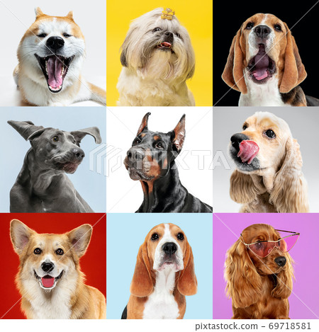 Stylish dogs posing. Cute doggies or pets happy. The different purebred puppies. Creative collage isolated on multicolored studio background. Front view. Stylish dogs posing. Cute doggies or pets happy. The different purebred puppies. Creative collage isolated on multicolored studio background. Front view. 69718581