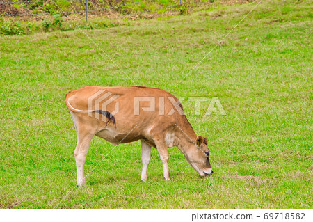 Jersey cow eating grass while grazing in Hiruzen Jersey Land, Maniwa City, Okayama Prefecture Jersey cow eating grass while grazing in Hiruzen Jersey Land, Maniwa City, Okayama Prefecture 69718582