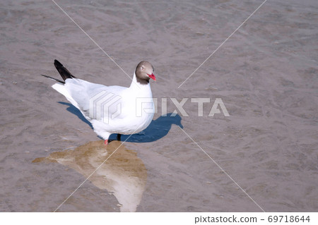 Seagulls bird Standing on the beach with mirror reflection on the water. Seagulls bird Standing on the beach with mirror reflection on the water. 69718644