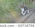 Pheasant white kitten 69718798