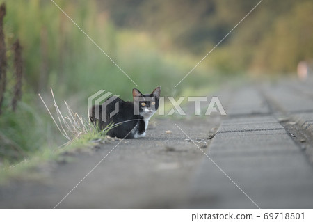 黑白小貓 69718801