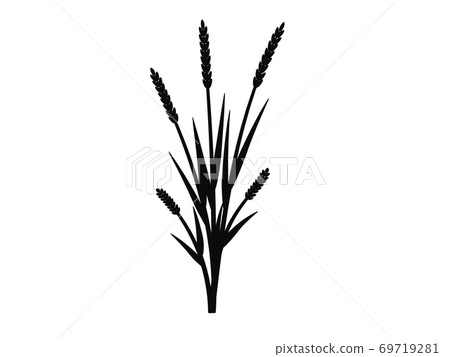 Silhouette of grass with inflorescences spike 69719281