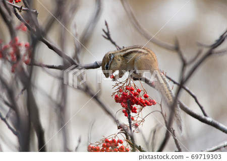 Ezo chipmunk eating rowan berries Ezo chipmunk eating rowan berries 69719303