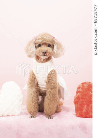 玩具貴賓犬糖果穿著白色蕾絲 玩具貴賓犬糖果穿著白色蕾絲 69719477