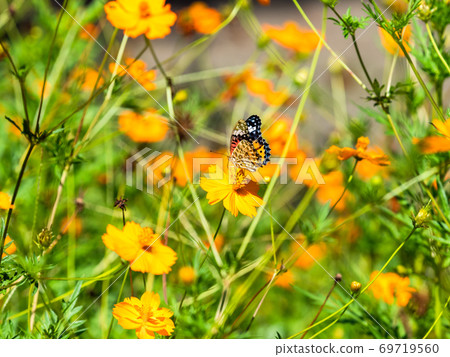 橙色Kibana波斯菊和橙色Tsumaguro豹蝴蝶 69719560