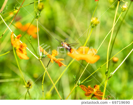 Oosukashiba吮吸Kibana波斯菊的蜂蜜 Oosukashiba吮吸Kibana波斯菊的蜂蜜 69719690