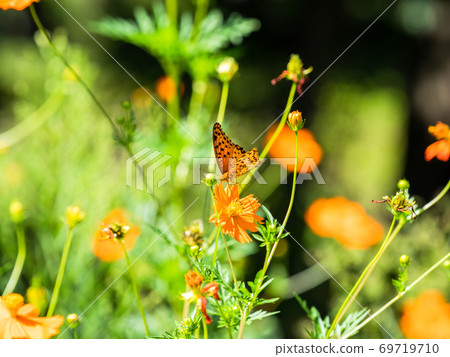 橙色Kibana波斯菊和橙色Tsumaguro豹蝴蝶 69719710