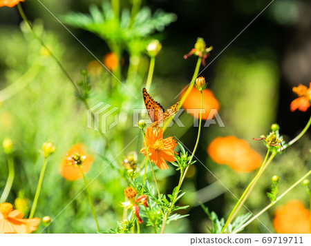 橙色Kibana波斯菊和橙色Tsumaguro豹蝴蝶 橙色Kibana波斯菊和橙色Tsumaguro豹蝴蝶 69719711