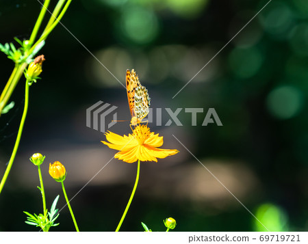 橙色Kibana波斯菊和橙色Tsumaguro豹蝴蝶 69719721