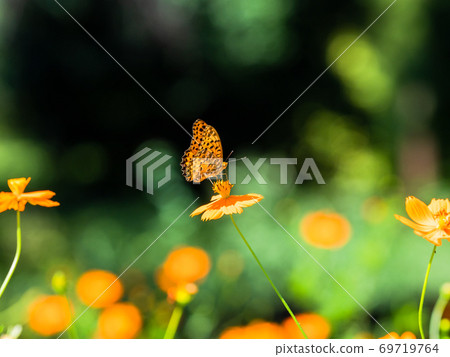 Orange Kibana Cosmos and Orange Fritillary Butterfly 69719764