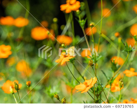 Orange Kibana Cosmos and Orange Fritillary Butterfly Orange Kibana Cosmos and Orange Fritillary Butterfly 69719765