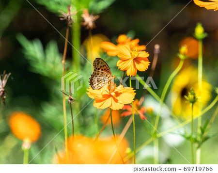 橙色Kibana波斯菊和橙色Tsumaguro豹蝴蝶 69719766
