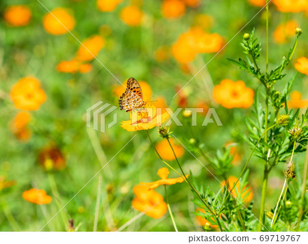 Orange Kibana Cosmos and Orange Fritillary Butterfly 69719767