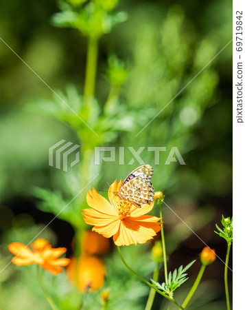 Orange Kibana Cosmos and Orange Fritillary Butterfly 69719842