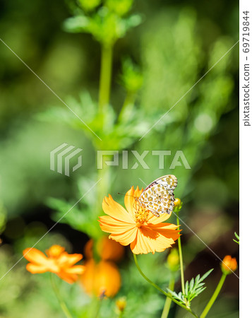 Orange Kibana Cosmos and Orange Fritillary Butterfly 69719844