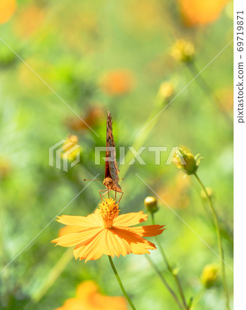 Orange Kibana Cosmos and Orange Fritillary Butterfly Orange Kibana Cosmos and Orange Fritillary Butterfly 69719871