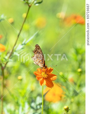 橙色Kibana波斯菊和橙色Tsumaguro豹蝴蝶 橙色Kibana波斯菊和橙色Tsumaguro豹蝴蝶 69719887