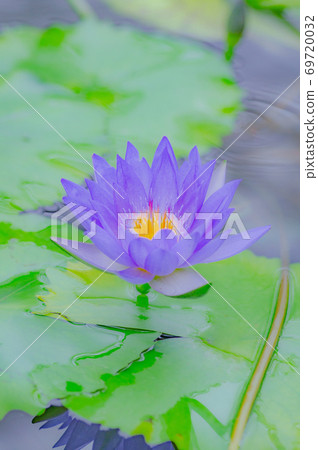Purple water lily blooming in the pond 69720032