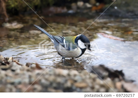 Great tit bird bath bathing 69720257