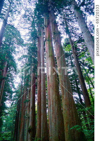 Togakushi Shrine_Okusha no Mori_No5 69720333