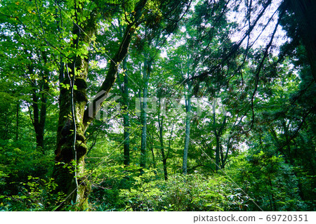 Togaku神社_Okusha的森_No12 69720351