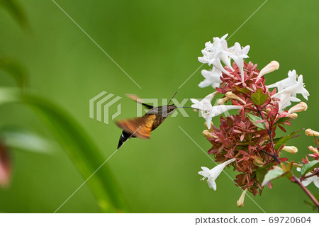 Hoshihojak的蜂蜜吮吸 69720604