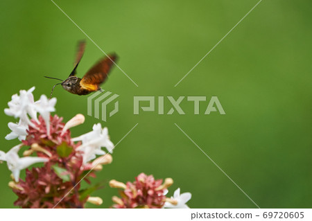 Hoshihojak的蜂蜜吮吸 69720605