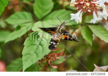Hoshihojak的蜂蜜吮吸 69720606