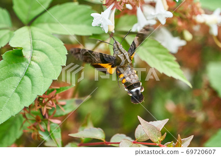 Hoshihojak的蜂蜜吮吸 69720607