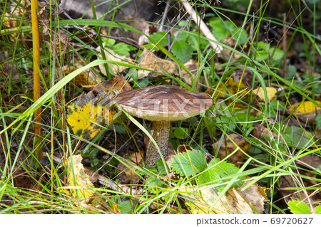 Leccinum Scabrum grows most often under aspens in and outside the forest. 69720627