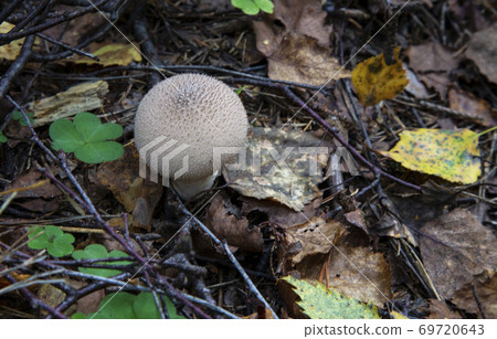 The Common Puffball Lycoperdon perlatum or Devil's Snuff-box. The fruit bodies can be eaten by slicing and frying in batter or egg and breadcrumbs. 69720643